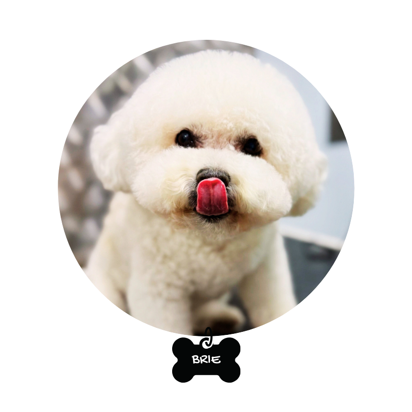 https://gooddogdaygrooming.com/wp-content/uploads/2025/09/GDD_Brie_bubble.png