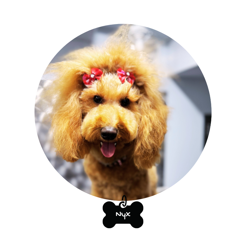https://gooddogdaygrooming.com/wp-content/uploads/2025/09/GDD_Nyx_bubble.png