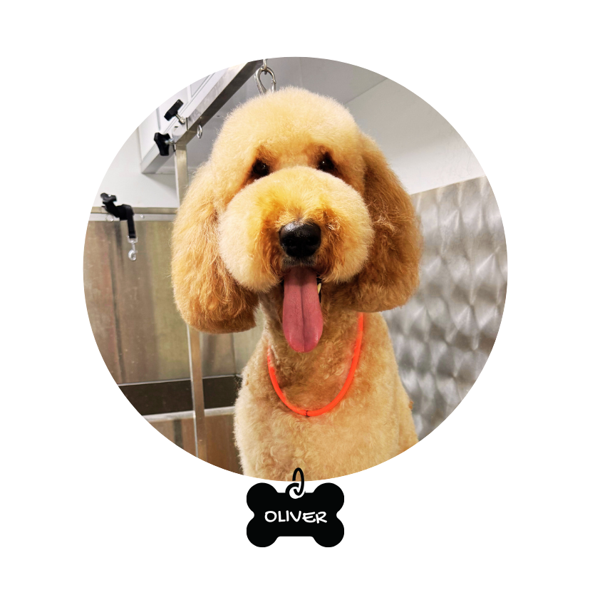 https://gooddogdaygrooming.com/wp-content/uploads/2025/09/GDD_Oliver_bubble.png