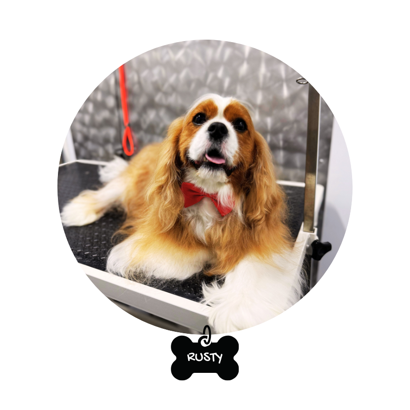 https://gooddogdaygrooming.com/wp-content/uploads/2025/09/GDD_Rusty_bubble.png